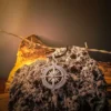 Silver compass pendant on a black cord, displayed on rugged volcanic rock with barbed wire and warm-toned wood in the background.